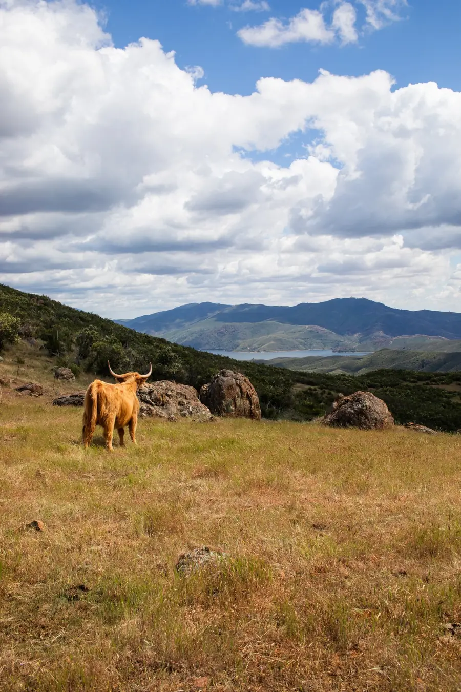 A Highland cow on a hillside with Lake McClure in the distance