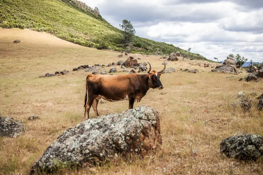 A long-horned Highland cow standing on a rocky hillside dotted with granite boulders
