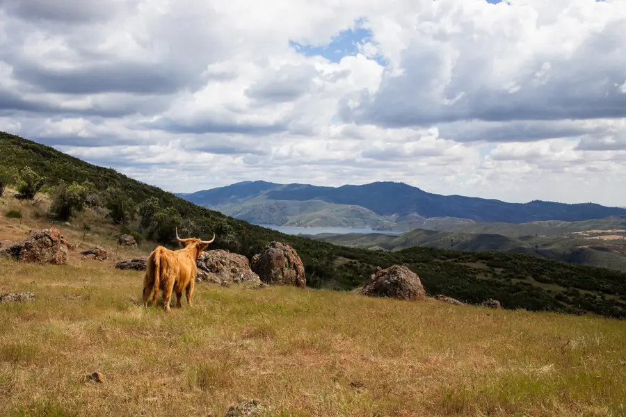 A red Highland cow grazing a green slope above a lake, with blue mountains beyond