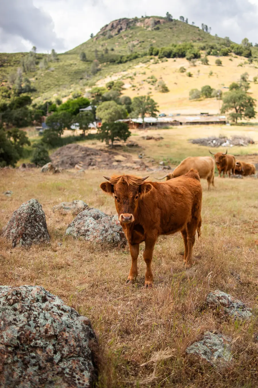 A red, shaggy Highland cow standing among granite boulders, with more of the herd grazing behind her