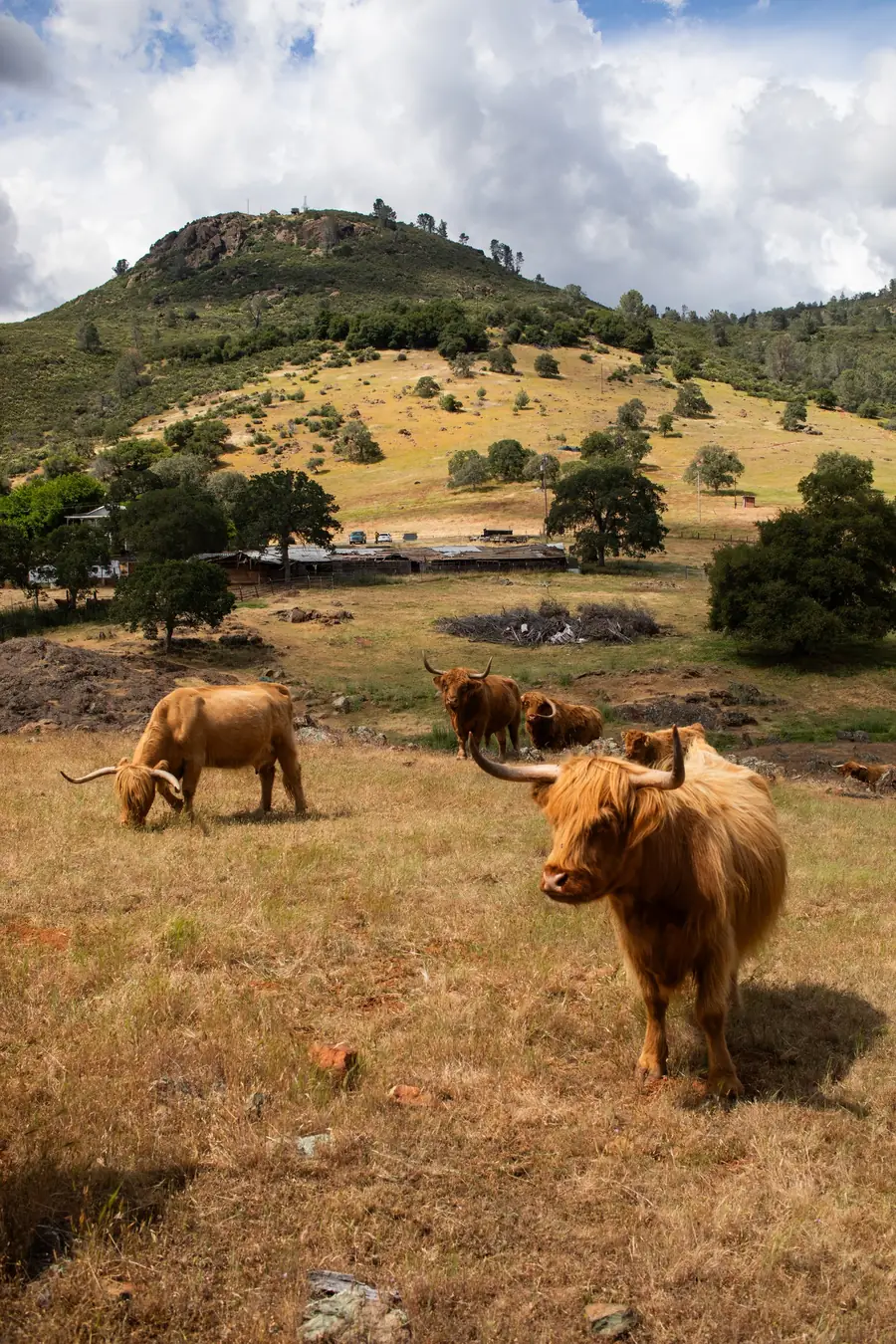 Red, shaggy standard Highland cows grazing golden grass below a rocky hill at Mariposa Highlands