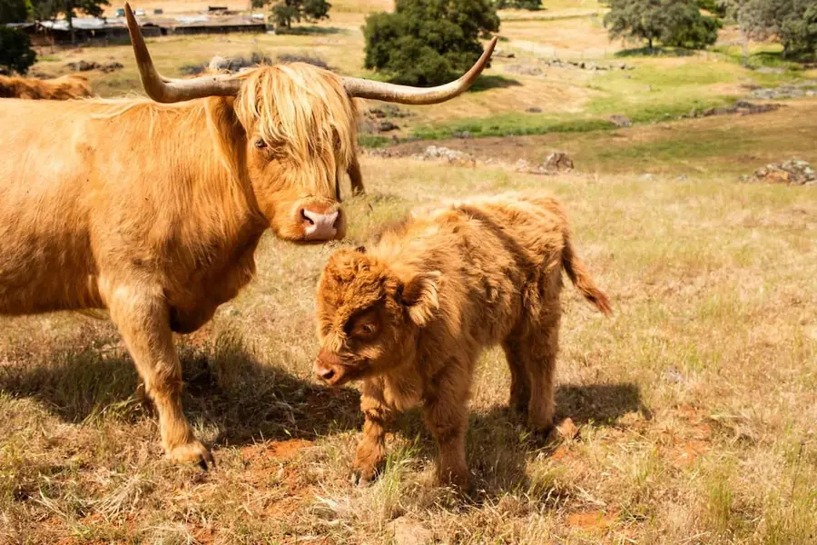 A Highland cow and calf grazing on golden grass