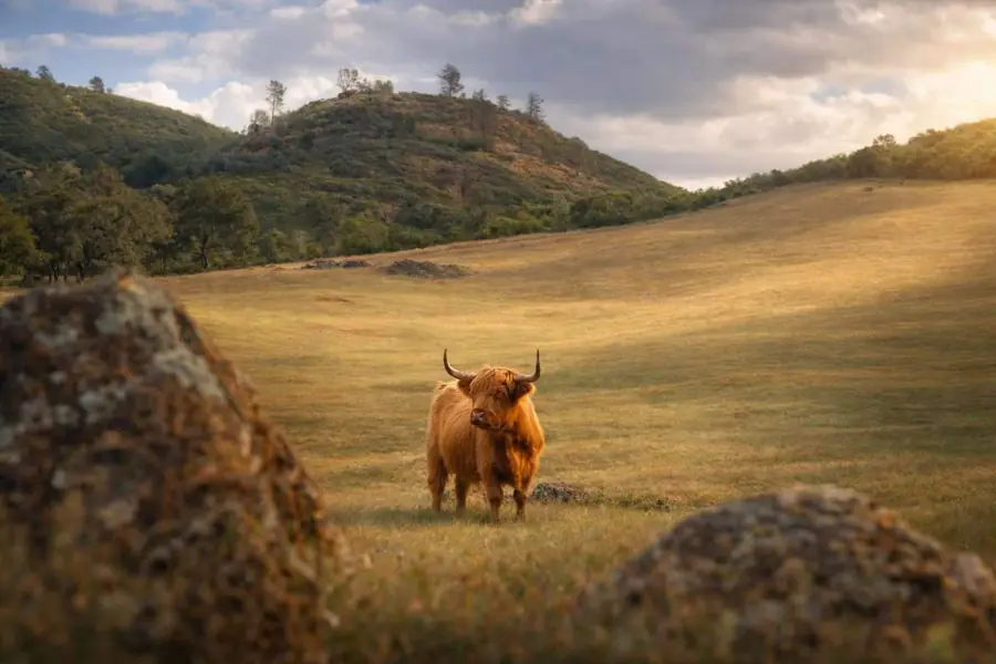 A small Highland cow in a golden meadow between granite boulders and oak hills