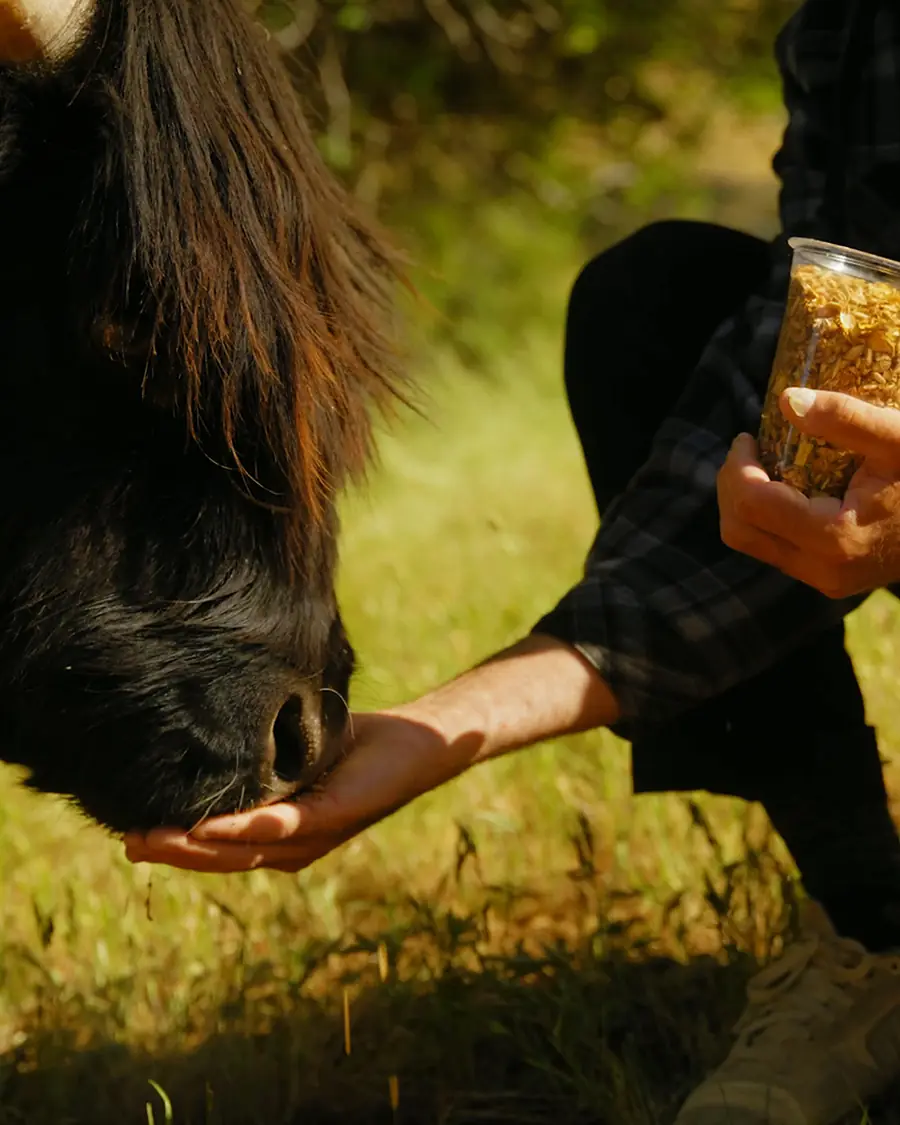 A guest's cupped hands offering feed to a Highland cow's shaggy muzzle