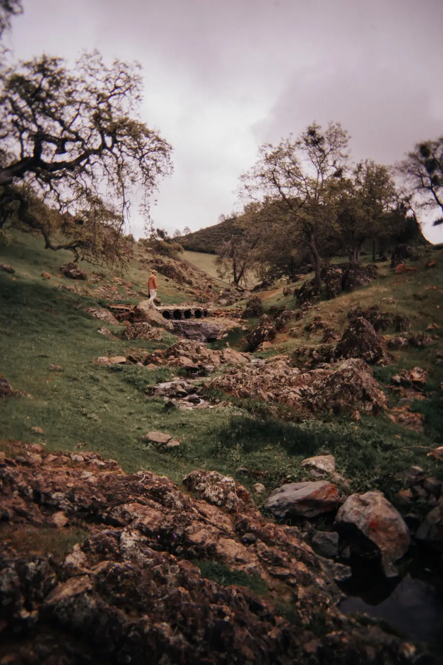 A small spring-fed creek winding between lichen-covered rocks under oak trees