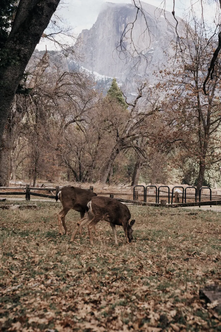 Two deer grazing on fallen leaves in Yosemite Valley below Half Dome