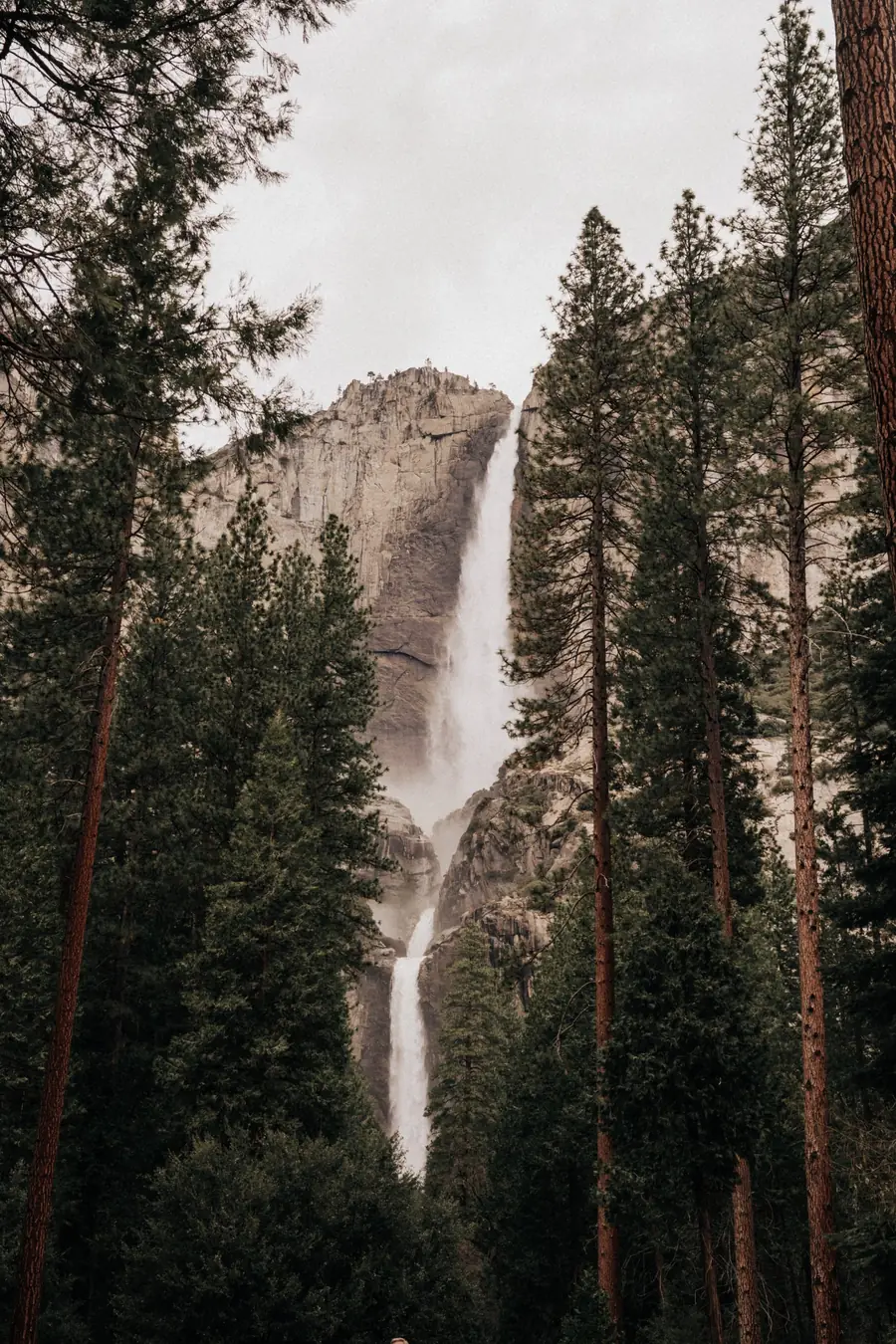 Yosemite Falls pouring down a granite cliff behind tall pines