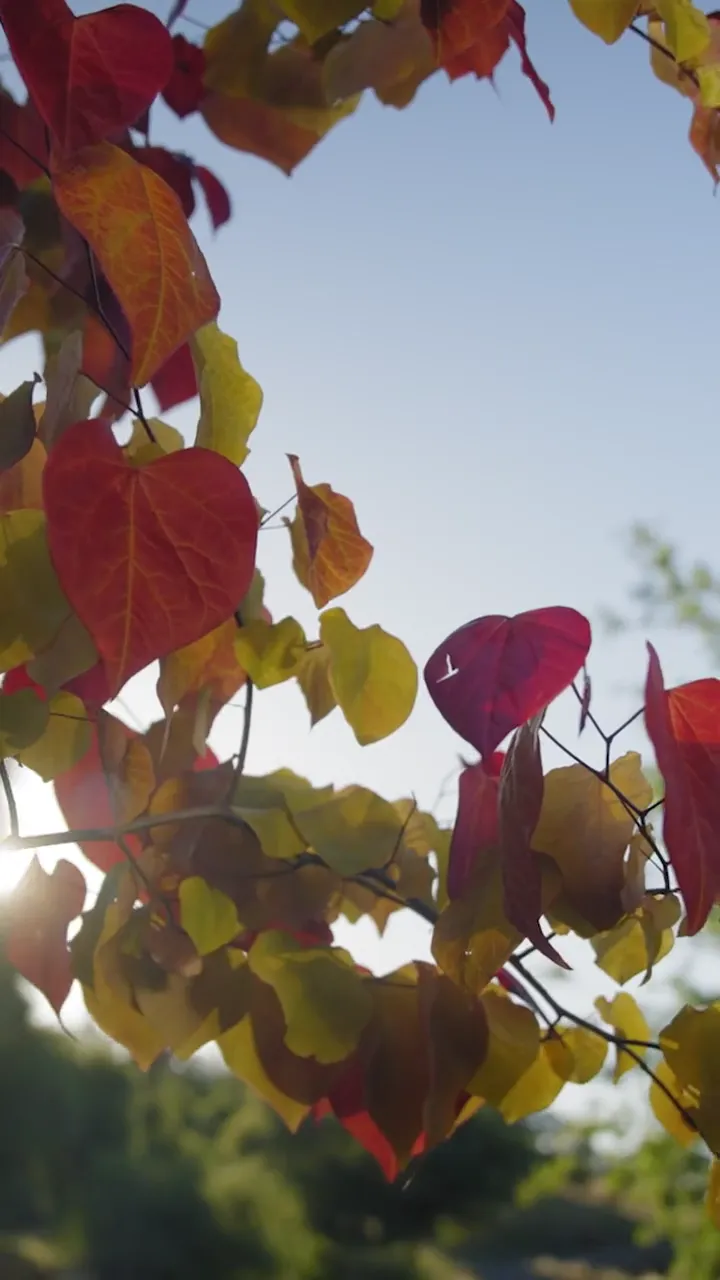 Autumn leaves, guests in lounge chairs, and an Airstream under the oaks