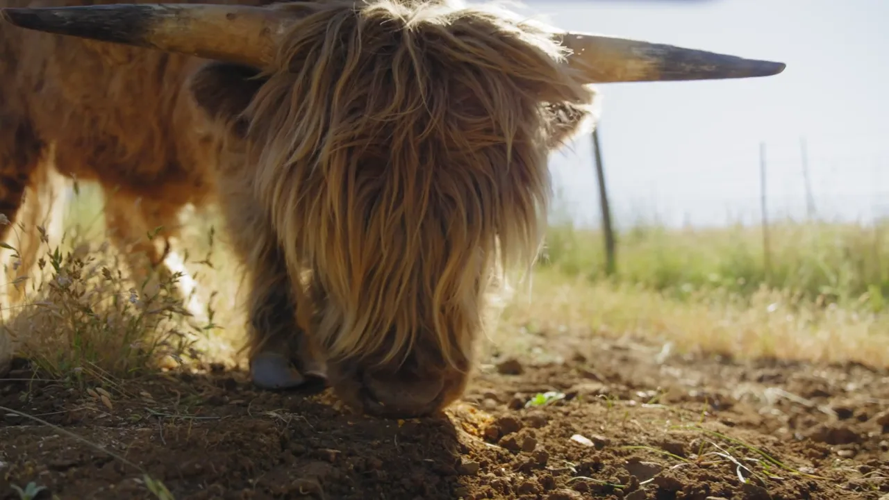 Close-up of a shaggy tan Highland cow grazing, the herd walking up, a cow with her calf, a father and son meeting the herd, and a tan Highland eating from a guest's hand